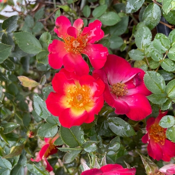 Rosa - Playful Happy Trails Rose