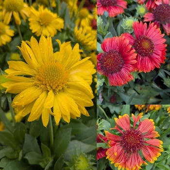 Gaillardia 'Assorted' - Assorted Blanket Flower