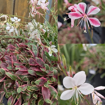 Gaura lindheimeri - Assorted Wand Flower