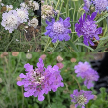 Scabiosa - Assorted Pincushion Flower