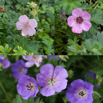 Geranium - Assorted Hardy Geranium
