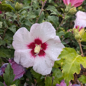 Hibiscus Syriacus - Red Heart Hibiscus