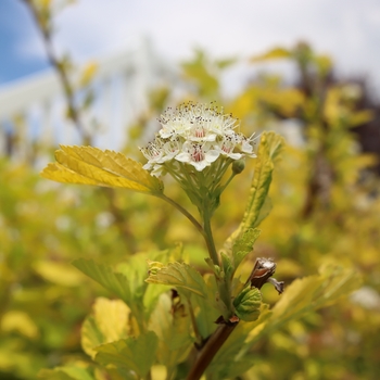 Physocarpus opulifolius - Dart's Gold Ninebark