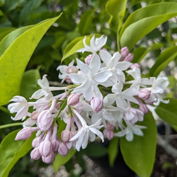 Syringa vulgaris 'Beauty of Moscow' - Beauty of Moscow Lilac