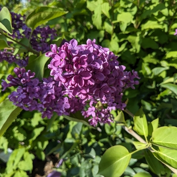 Syringa vulgaris 'Charles Joly' - Charles Joly Lilac