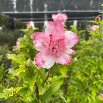 Hibiscus syriacus - 'Danica' Rose of Sharon
