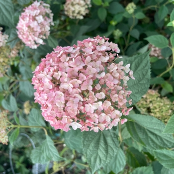 Hydrangea arborescens 'Bubblegum.' - Candybelle Bubblegum Hydrangea