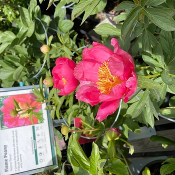 Paeonia 'Flame' - Flame Peony