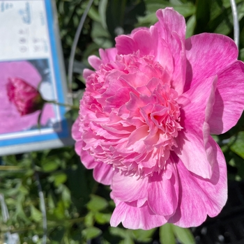 Paeonia lactiflora 'Petite Renee' - Petite Renee Peony