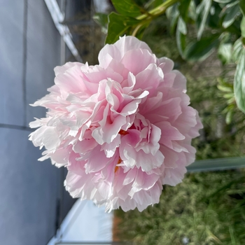 Paeonia lactiflora 'Sarah Bernhardt' - Sarah Bernhardt Peony