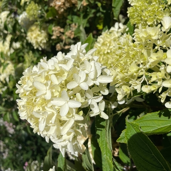 Hydrangea paniculata 'Fresh White' - Fresh White Hydrangea