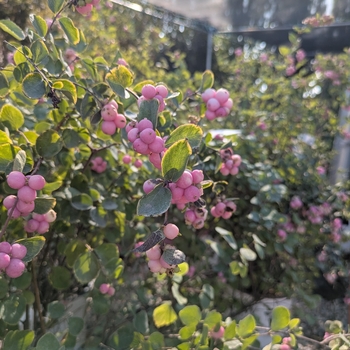 Symphoricarpos x doorenbosii 'Kolmcan' - Candy Coralberry