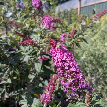 Buddleia - Pugster Pink Dwarf Butterfly Bush