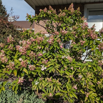 Hydrangea paniculata 'Pinky Winky' - Pinky Winky Hydrangea
