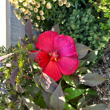 Hibiscus 'Mars Madness' - Mars Madness Rose Mallow