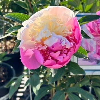 Paeonia lactiflora 'Mr. Ed' - Mr. Ed Peony