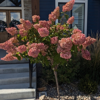 Hydrangea paniculata ''Firelight' Tree Form' - Firelight Hydrangea Tree Form