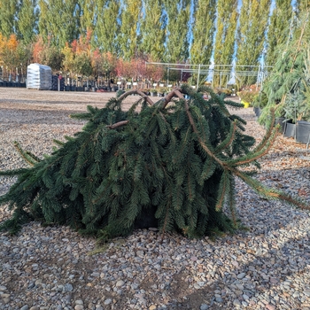  ‘Prostrata’ (Picea abies) - Spreading, Prostrate Norway Spruce 
