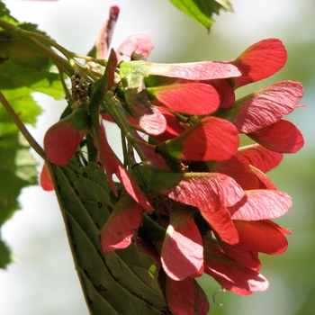 Acer tataricum 'GarAnn' - Hot Wings® Tatarian Maple