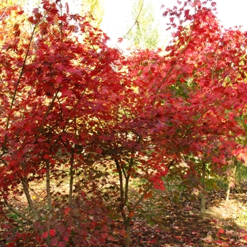 Acer pseudosieboldianum x palmatum 'Hasselkus' - Northern Glow® Maple