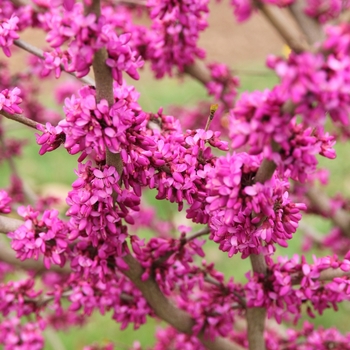 Cercis canadensis 'Pink Trim' - Northern Herald® Redbud