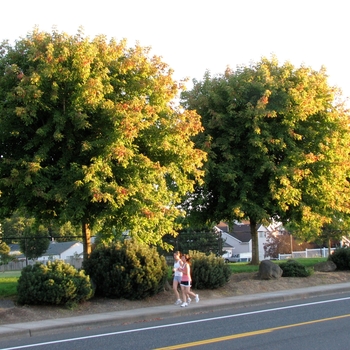 Acer negundo 'Sensation' - Sensation Box Elder