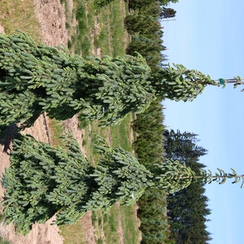Picea abies 'Pendula' - Weeping Norway Spruce