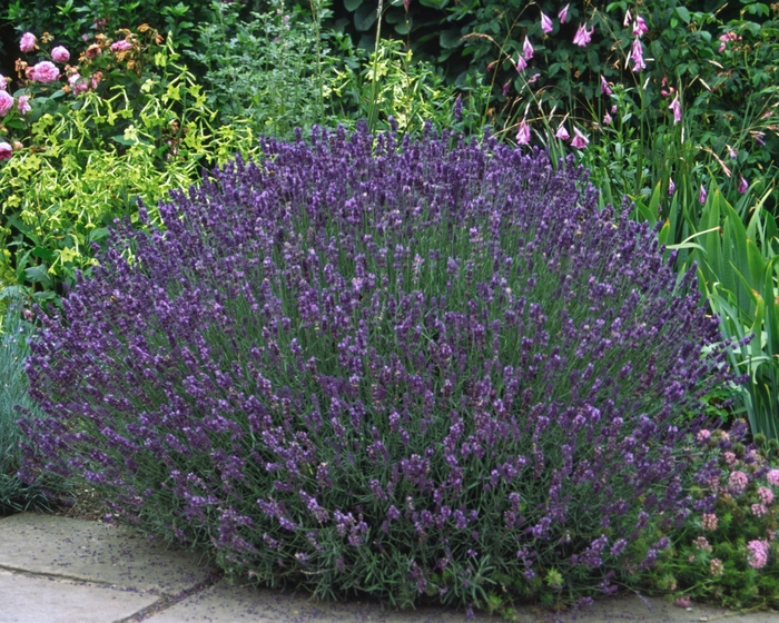 Hidcote Lavender - Lavandula angustifolia from R&D Wholesale Nursery