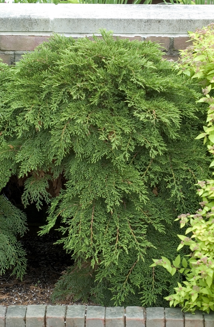 Russian Cypress - Microbiota decussata from R&D Wholesale Nursery
