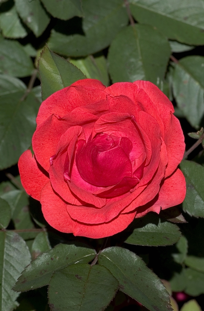Morden Fireglow Shrub Rose - Rosa 'Morden Fireglow' (Shrub Rose) from R&D Wholesale Nursery