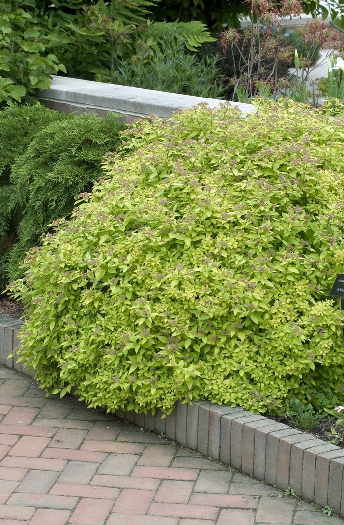 Dakota Goldcharm® Spirea - Spiraea japonica 'Mertyann' from R&D Wholesale Nursery