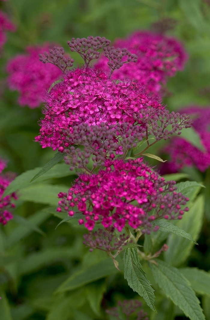 Neon Flash Spirea - Spiraea japonica from R&D Wholesale Nursery