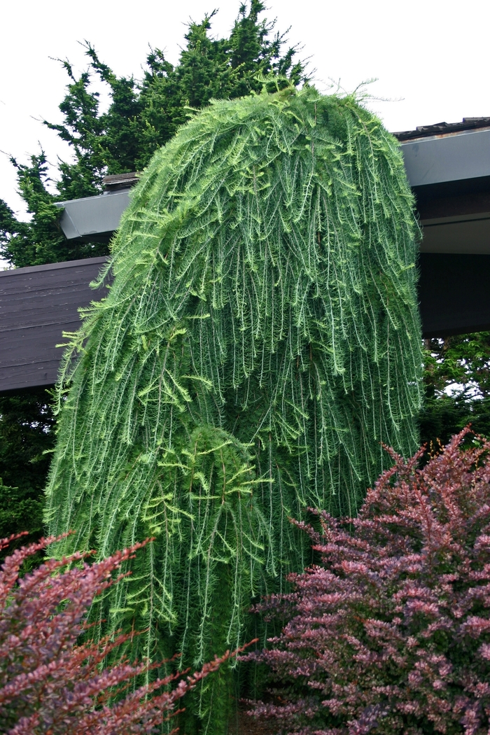 'Pendula' Weeping European larch - Larix decidua from R&D Wholesale Nursery