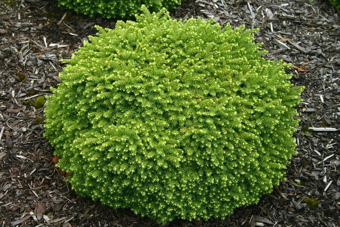 'Little Gem' Norway Spruce - Picea abies from R&D Wholesale Nursery