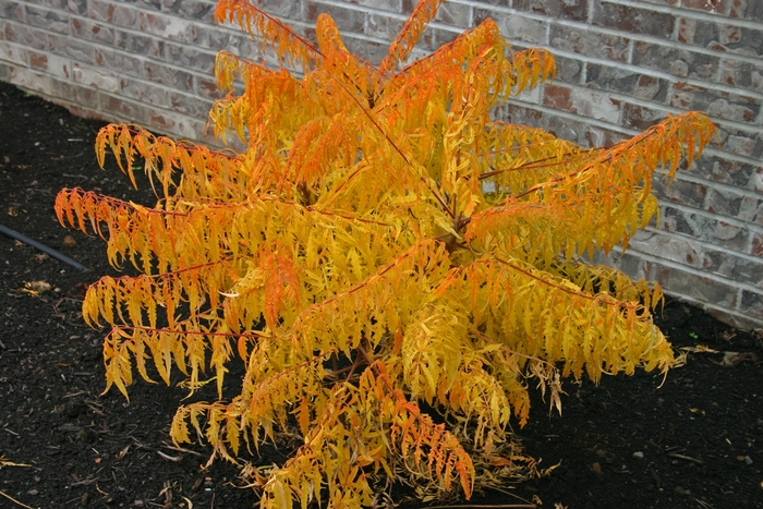 Tiger Eyes® Cutleaf Staghorn Sumac - Rhus typhina 'Bailtiger' from R&D Wholesale Nursery