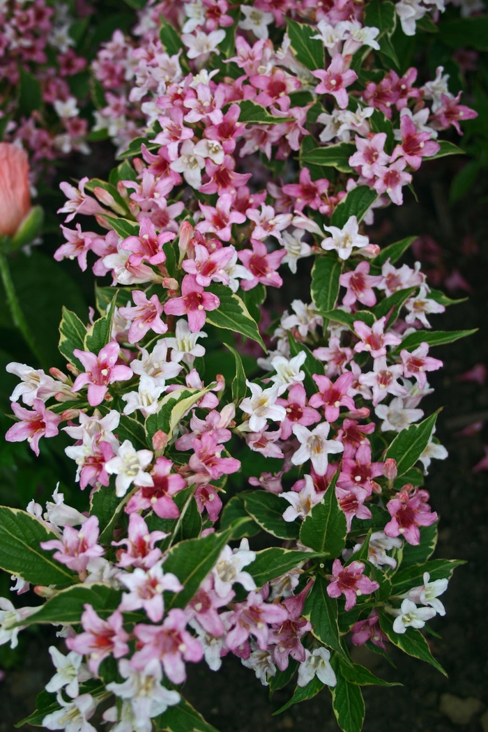 Variegated Old fashioned Weigela - Weigela florida 'Variegata' from R&D Wholesale Nursery