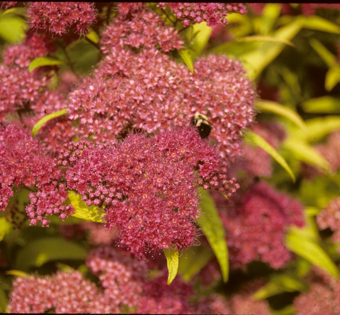 Gold Flame Spirea - Spiraea x bumalda 'Gold Flame' from R&D Wholesale Nursery