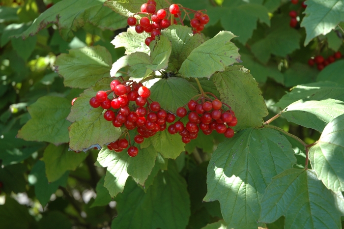 Alfredo Cranberry Viburnum - Viburnum trilobum from R&D Wholesale Nursery