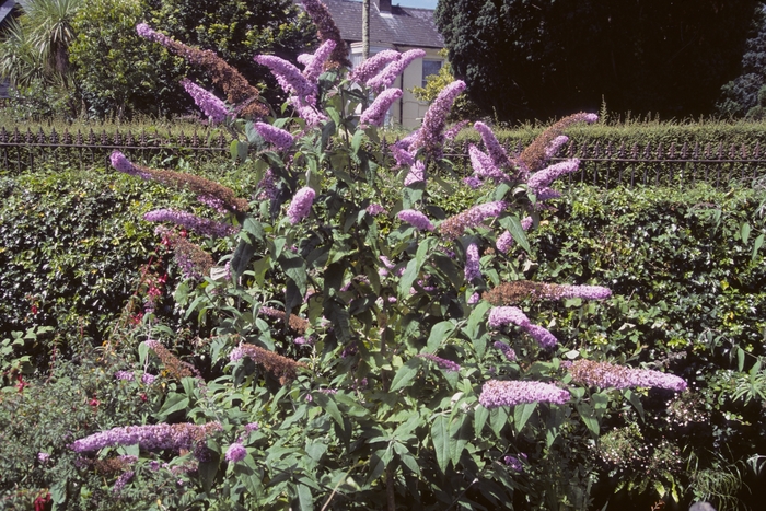 Common Butterfly Bush - Buddleia davidii from R&D Wholesale Nursery