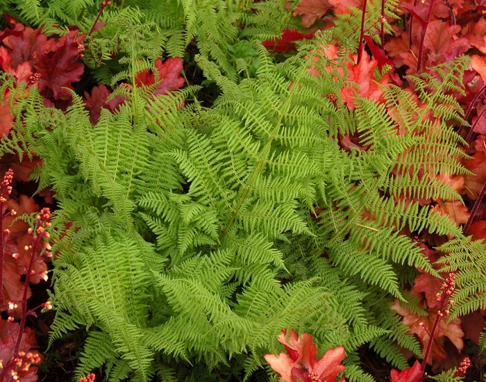 Lady Fern - Athyrium filix-femina from R&D Wholesale Nursery