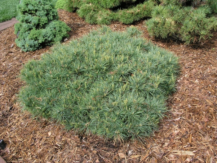 Blue Shag Dwarf Eastern White Pine - Pinus strobus from R&D Wholesale Nursery