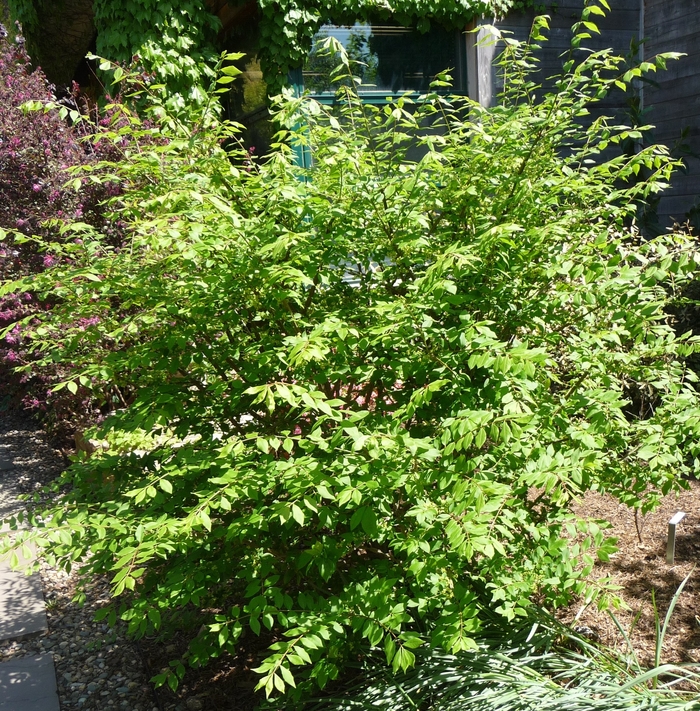 Little Moses&trade; Dwarf Burning Bush - Euonymus alatus from R&D Wholesale Nursery