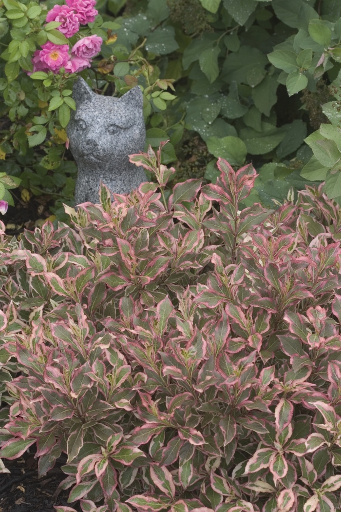 My Monet® - Weigela florida from R&D Wholesale Nursery
