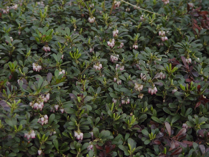 Kinnickkinnick - Arctostaphylos uva-ursi from R&D Wholesale Nursery