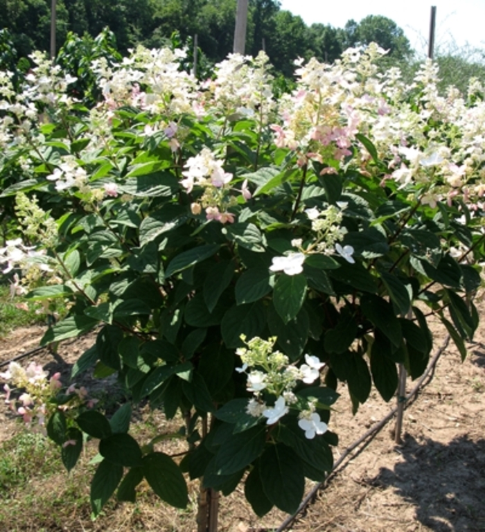'Pink Diamond' Hardy Hydrangea - Tree Form - Hydrangea paniculata from R&D Wholesale Nursery