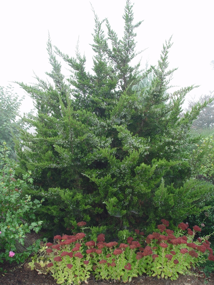 Eastern Red Cedar - Juniperus virginiana from R&D Wholesale Nursery