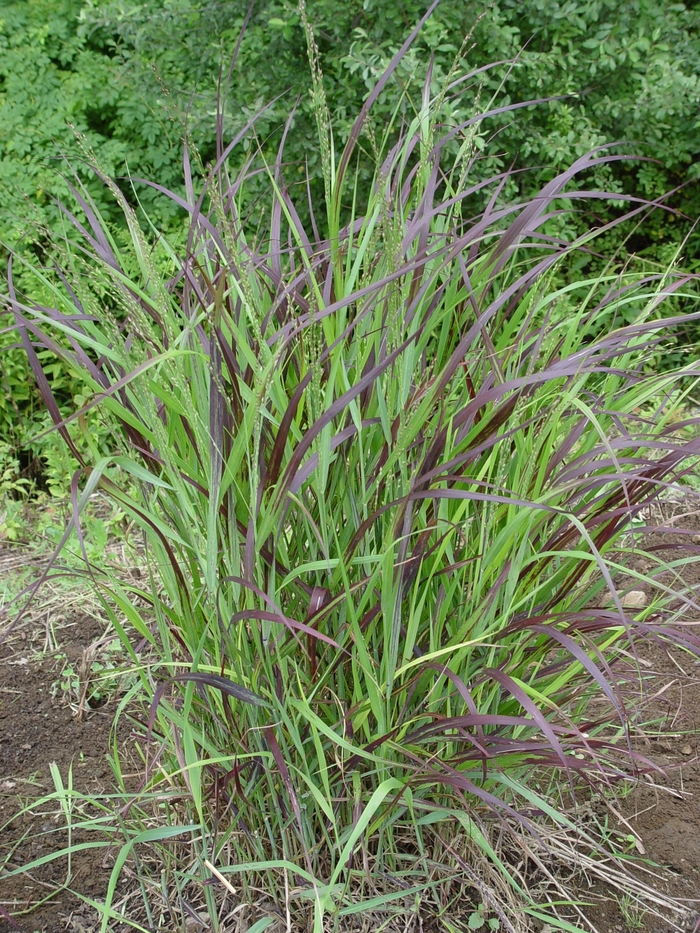 Shenandoah Switch Grass - Panicum virgatum 'Shenandoah' from R&D Wholesale Nursery