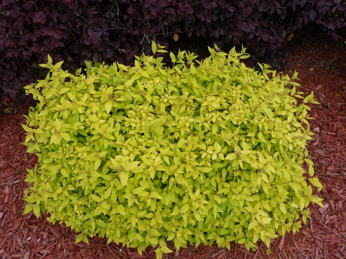 Goldmound Spirea - Spiraea japonica 'Goldmound' from R&D Wholesale Nursery