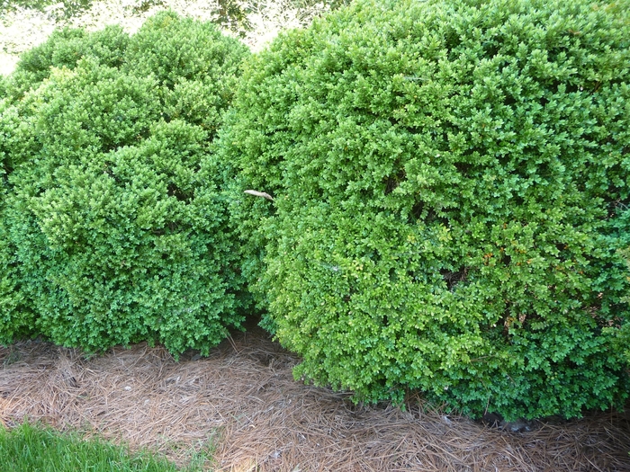 Green Velvet Boxwood - Buxus from R&D Wholesale Nursery