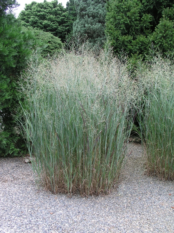 Heavy Metal Switch Grass - Panicum virgatum 'Heavy Metal' from R&D Wholesale Nursery